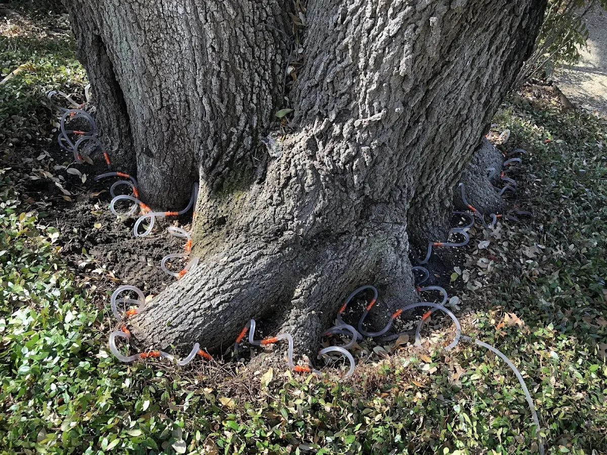 Detailed Tree Cabling and Bracing job site in Short Creek